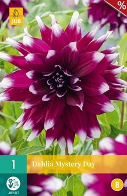 Dahlie Mystery Day kaufen, clicken für mehr Details Dahlie Mystery Day