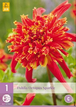 Dahlie Octopus Sparkle kaufen, click for more details Dahlie Octopus Sparkle