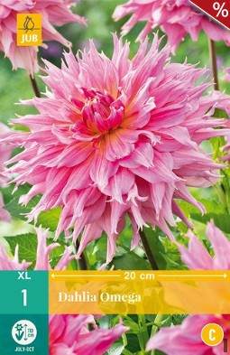 Dahlie Omega