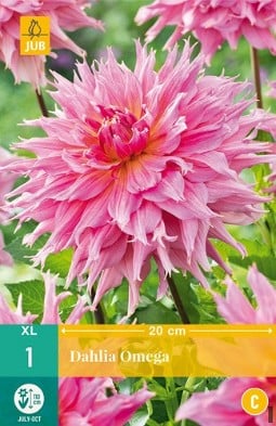Dahlie Omega kaufen, clicken für mehr Details Dahlie Omega