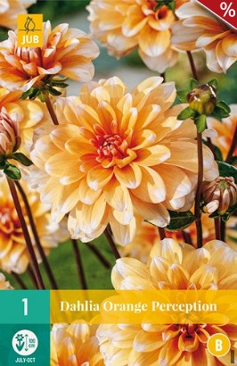 Dahlie Orange Perception