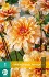 Dahlie Orange Perception kaufen
