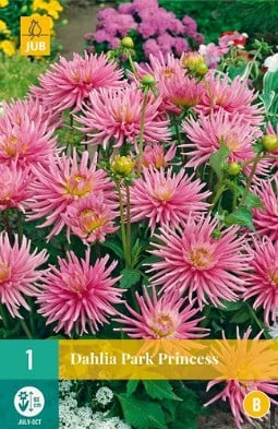 Dahlie Park Princess kaufen, clicken für mehr Details Dahlie Park Princess