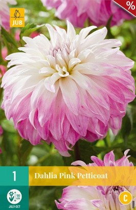 Dahlie Pink Petticoat