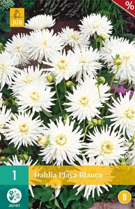 Dahlie Playa Blanca