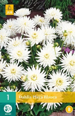Dahlie Playa Blanca kaufen, clicken für mehr Details Dahlie Playa Blanca