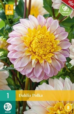 Dahlie Polka kaufen, clicken für mehr Details Dahlie Polka