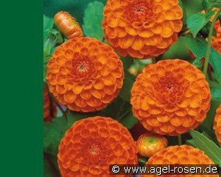 Dahlie Pompon Orange