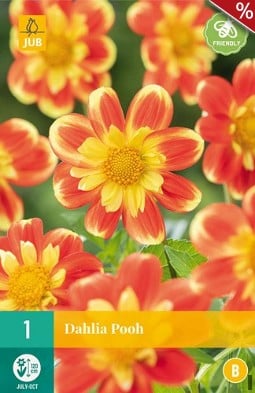 Dahlie Pooh kaufen, clicken für mehr Details Dahlie Pooh