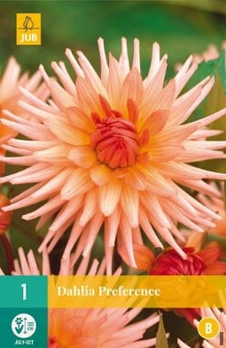 Dahlie Preference kaufen, clicken für mehr Details Dahlie Preference