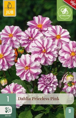 Dahlie Priceless Pink