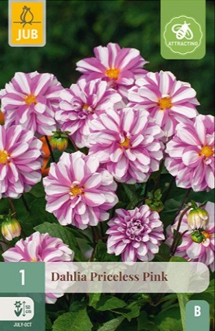 Dahlie Priceless Pink