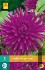 Dahlie Purple Gem kaufen