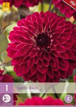 Dahlie Quin kaufen, clicken für mehr Details Dahlie Quin