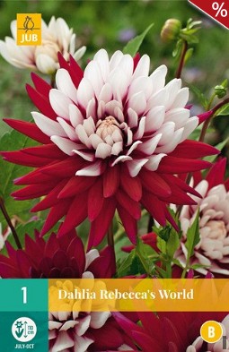 Dahlie Rebeccas World kaufen, clicken für mehr Details Dahlie Rebeccas World