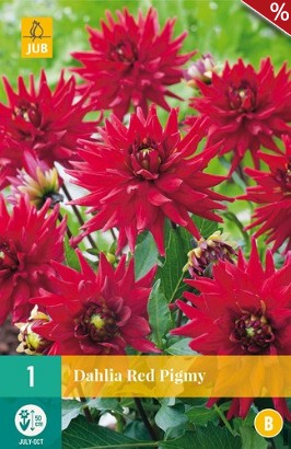 Dahlie Red Pigmy