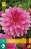 Buy Dahlie Rosella