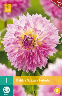 Dahlie Sakura Fubuki kaufen, clicken für mehr Details Dahlie Sakura Fubuki