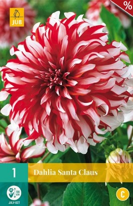 Dahlie Santa Claus