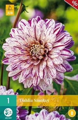 Dahlie Smokey kaufen, clicken für mehr Details Dahlie Smokey