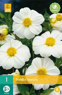 Dahlie Sneezy kaufen, clicken für mehr Details Dahlie Sneezy