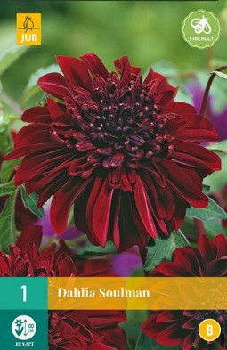 Dahlie Soulman kaufen, clicken für mehr Details Dahlie Soulman