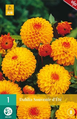 Dahlie Souvenir d'Étè