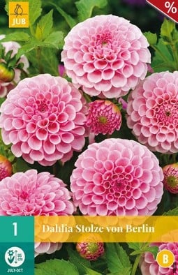 Dahlie Stolze von Berlin kaufen, clicken für mehr Details Dahlie Stolze von Berlin