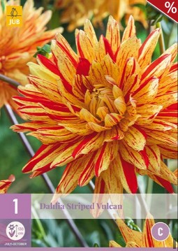 Dahlie Striped Vulcan