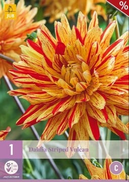 Dahlie Striped Vulcan kaufen, click for more details Dahlie Striped Vulcan
