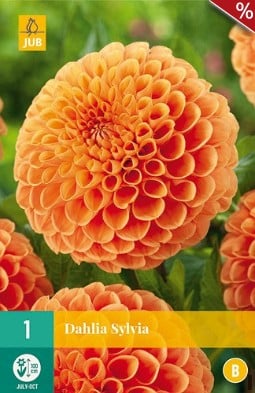 Dahlie Sylvia kaufen, clicken für mehr Details Dahlie Sylvia