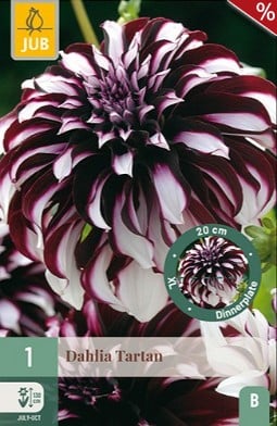 Dahlie Tartan kaufen, click for more details Dahlie Tartan