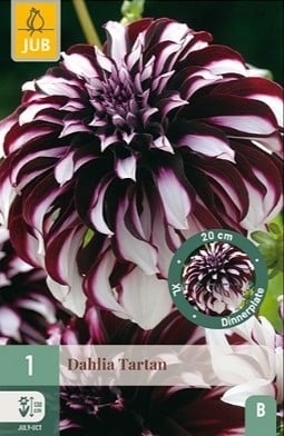 Dahlie Tartan kaufen, click for more details Dahlie Tartan