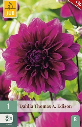 Dahlie Thomas A. Edison