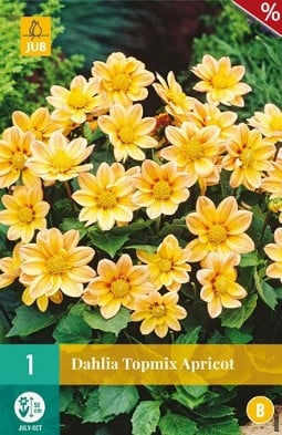 Dahlie Topmix Apricot kaufen, click for more details Dahlie Topmix Apricot