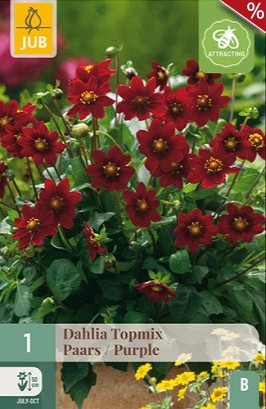 Dahlie Topmix Purple