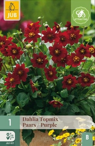Dahlie Topmix Purple