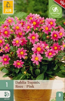 Dahlie Topmix Rosa