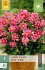 Buy Dahlie Topmix Rosa