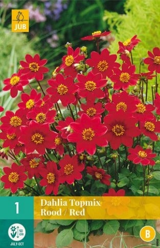 Dahlie Topmix Rot