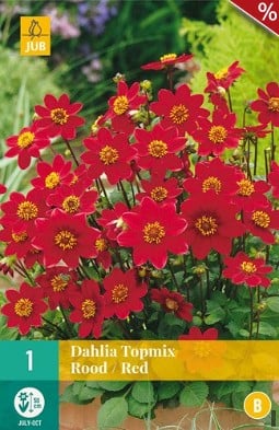 Dahlie Topmix Rot kaufen, click for more details Dahlie Topmix Rot