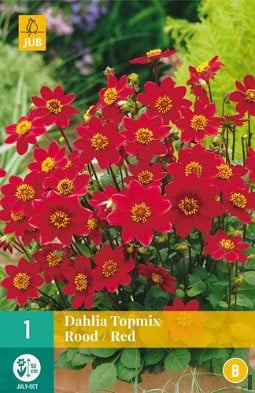 Dahlie Topmix Rot kaufen, click for more details Dahlie Topmix Rot