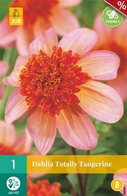 Dahlie Totally Tangerine kaufen, click for more details Dahlie Totally Tangerine