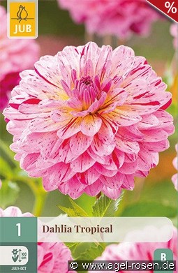 Dahlie Tropical