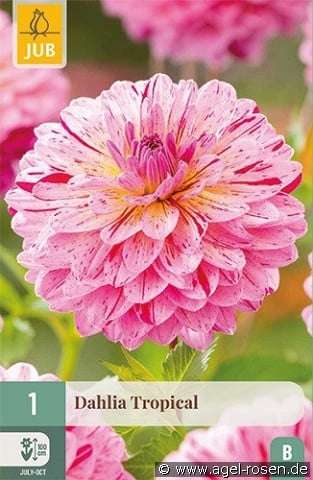 Dahlie Tropical