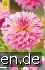 Dahlie Tropical kaufen