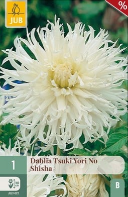 Dahlie Tsuki Yori No Shisha kaufen, clicken für mehr Details Dahlie Tsuki Yori No Shisha