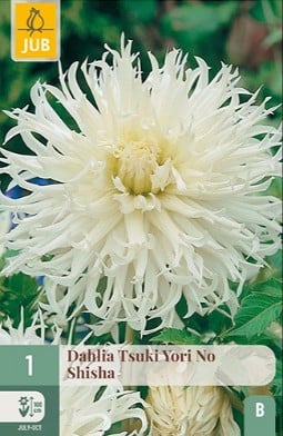 Dahlie Tsuki Yori No Shisha kaufen, clicken für mehr Details Dahlie Tsuki Yori No Shisha