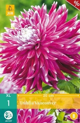 Dahlie Vancouver kaufen, click for more details Dahlie Vancouver