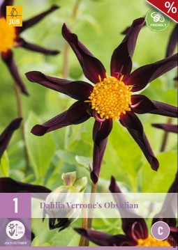 Dahlie Verrone's Obsidian